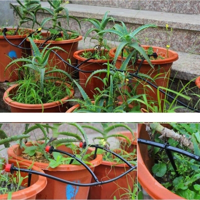 bo bec va ong tuoi nho giot