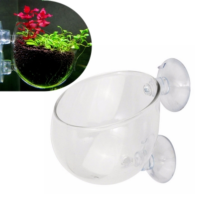 coc thuy sinh trong cay trong be ca