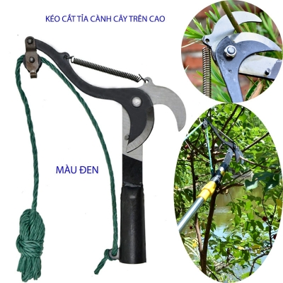 keo cat cay tren cao